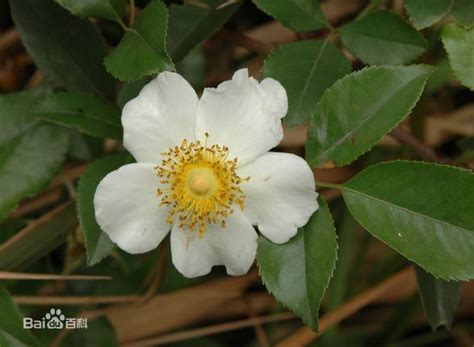 五片花瓣|那些花型标准的“五瓣花”，傻傻分不清，记住要点辨认很容易